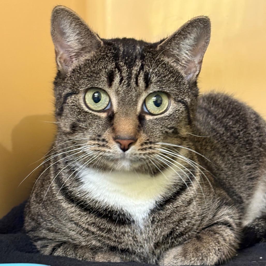 Minnie, Adoptable, Adult Female Domestic Short Hair.