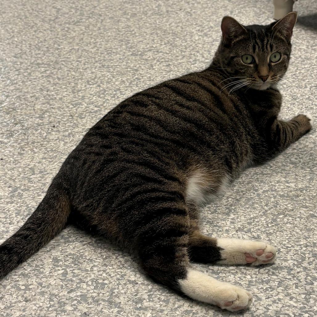 Enlarge Minnie, a Adoptable Domestic Short Hair in East Hanover, NJ image 3/6