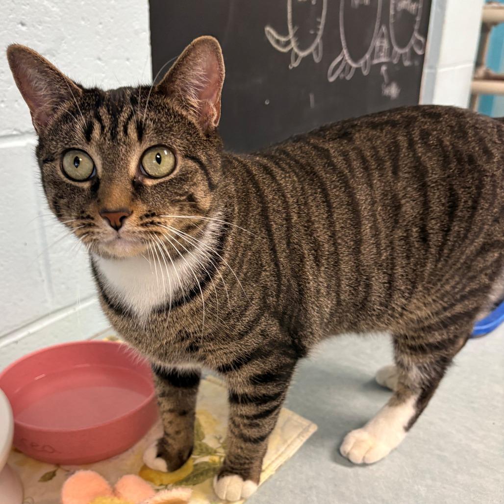 Enlarge Minnie, a Adoptable Domestic Short Hair in East Hanover, NJ image 4/6