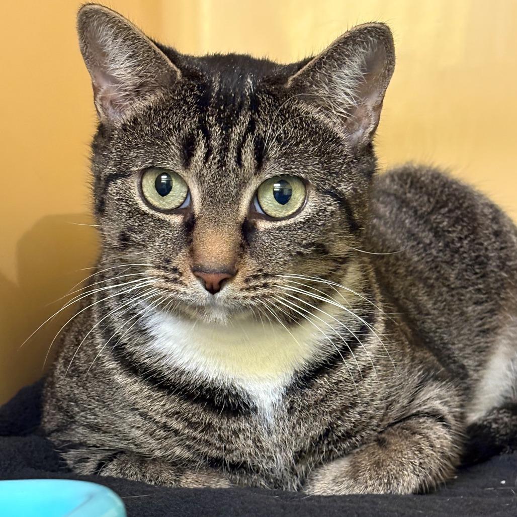 Enlarge Minnie, a Adoptable Domestic Short Hair in East Hanover, NJ image 2/3