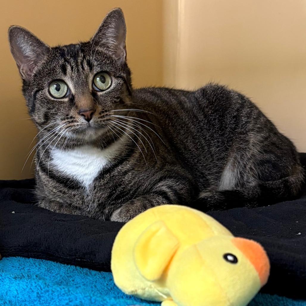 Enlarge Minnie, a Adoptable Domestic Short Hair in East Hanover, NJ image 3/3