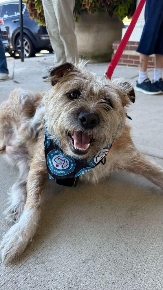 Scrapple, Adoptable, Adult Female Terrier.