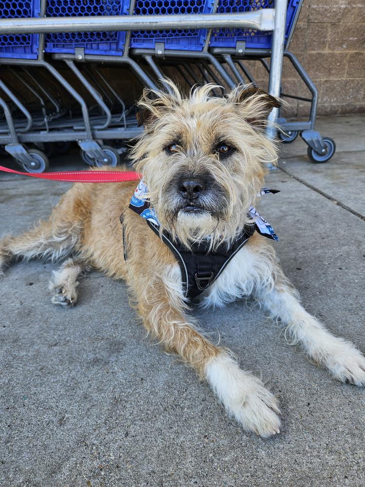 Enlarge Scrapple, a Adoptable mixed breed in Silver Spring, MD image 2/6