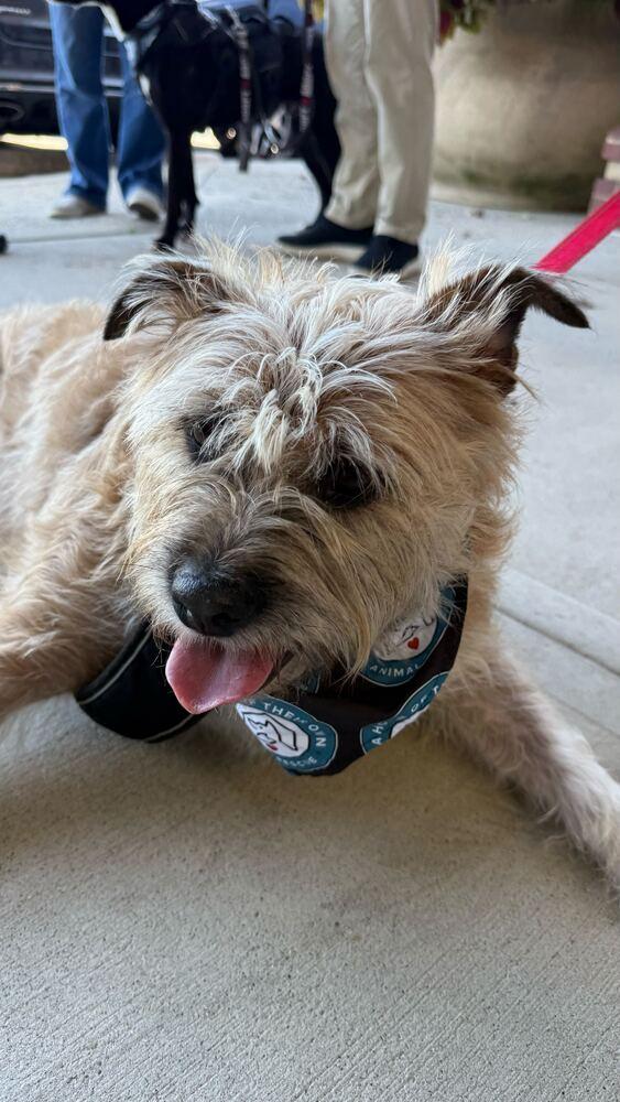 Enlarge Scrapple, a Adoptable mixed breed in Silver Spring, MD image 2/6