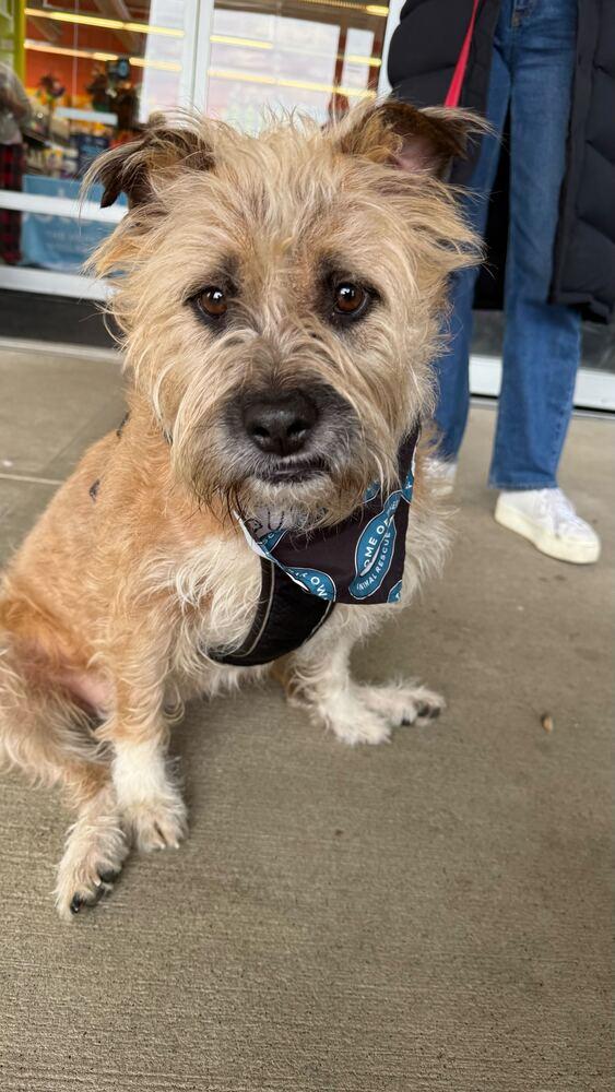 Enlarge Scrapple, a Adopted mixed breed in Silver Spring, MD image 2/6