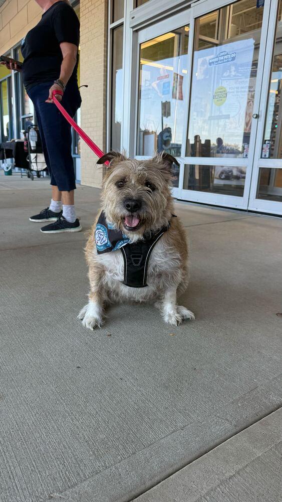 Enlarge Scrapple, a Adoptable mixed breed in Silver Spring, MD image 3/6