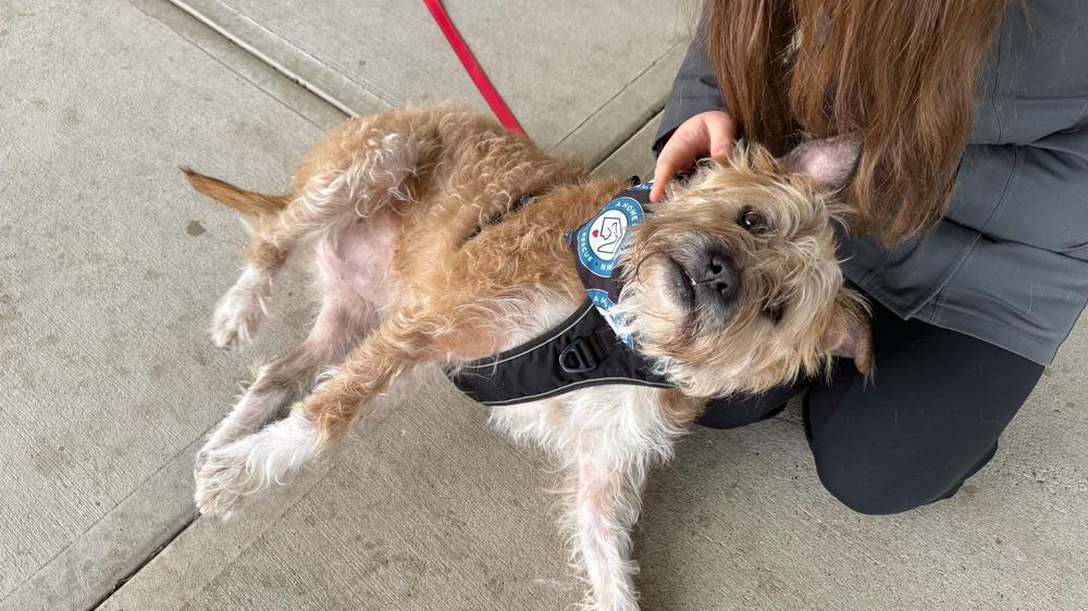 Enlarge Scrapple, a Adoptable mixed breed in Silver Spring, MD image 4/6