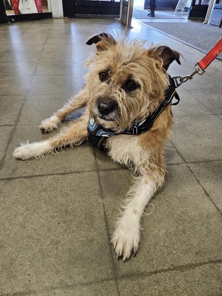 Enlarge Scrapple, a Adopted mixed breed in Silver Spring, MD image 4/6