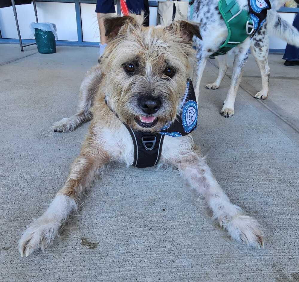 Enlarge Scrapple, a Adoptable mixed breed in Silver Spring, MD image 5/6