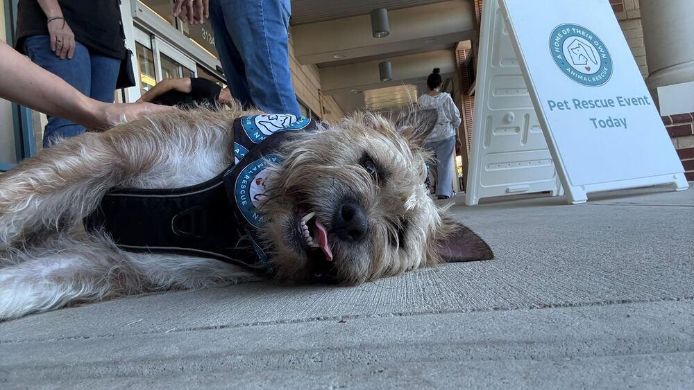 Enlarge Scrapple, a Adoptable mixed breed in Silver Spring, MD image 6/6
