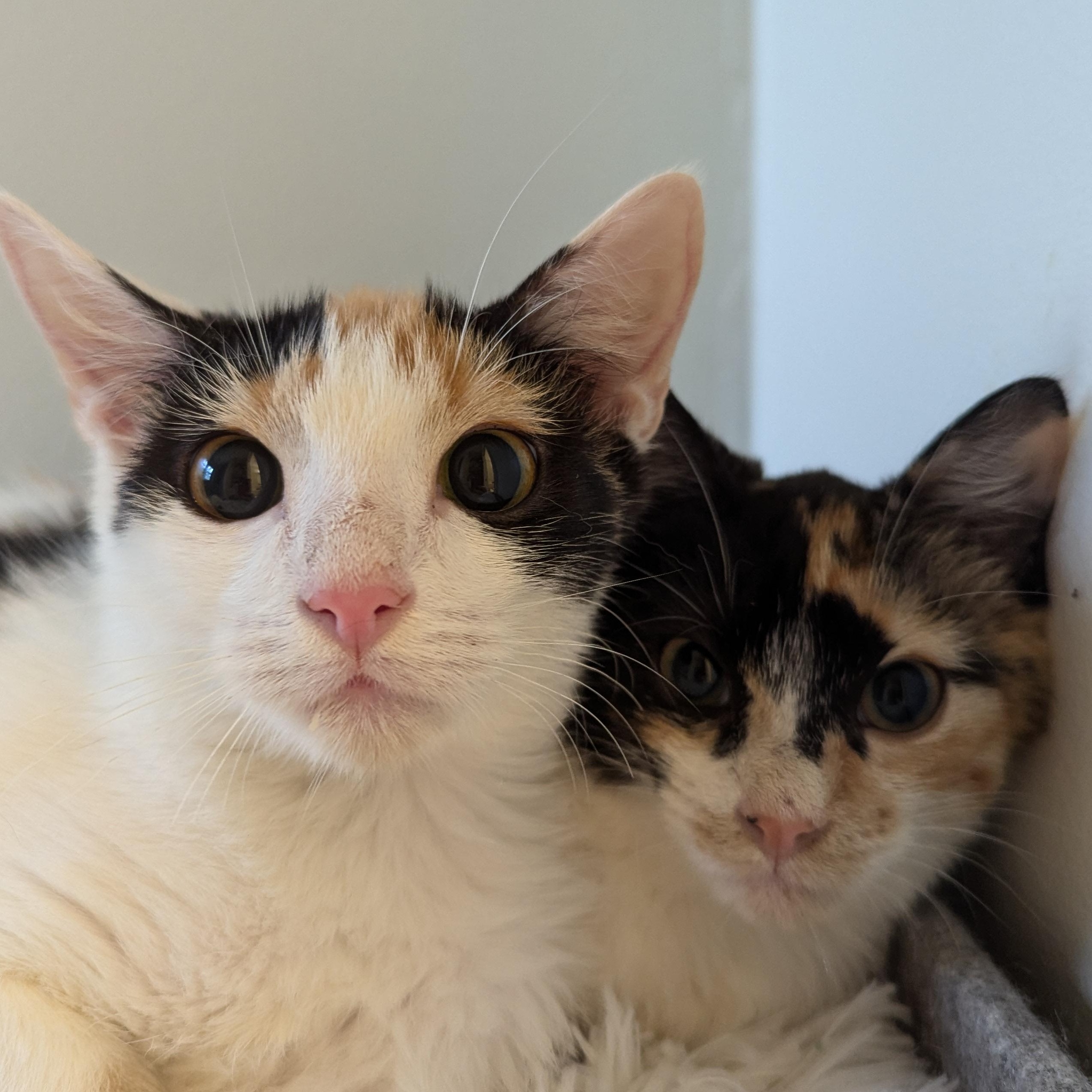 Enlarge Kit, a Adoptable Domestic Short Hair in Beaufort, SC image 5/6