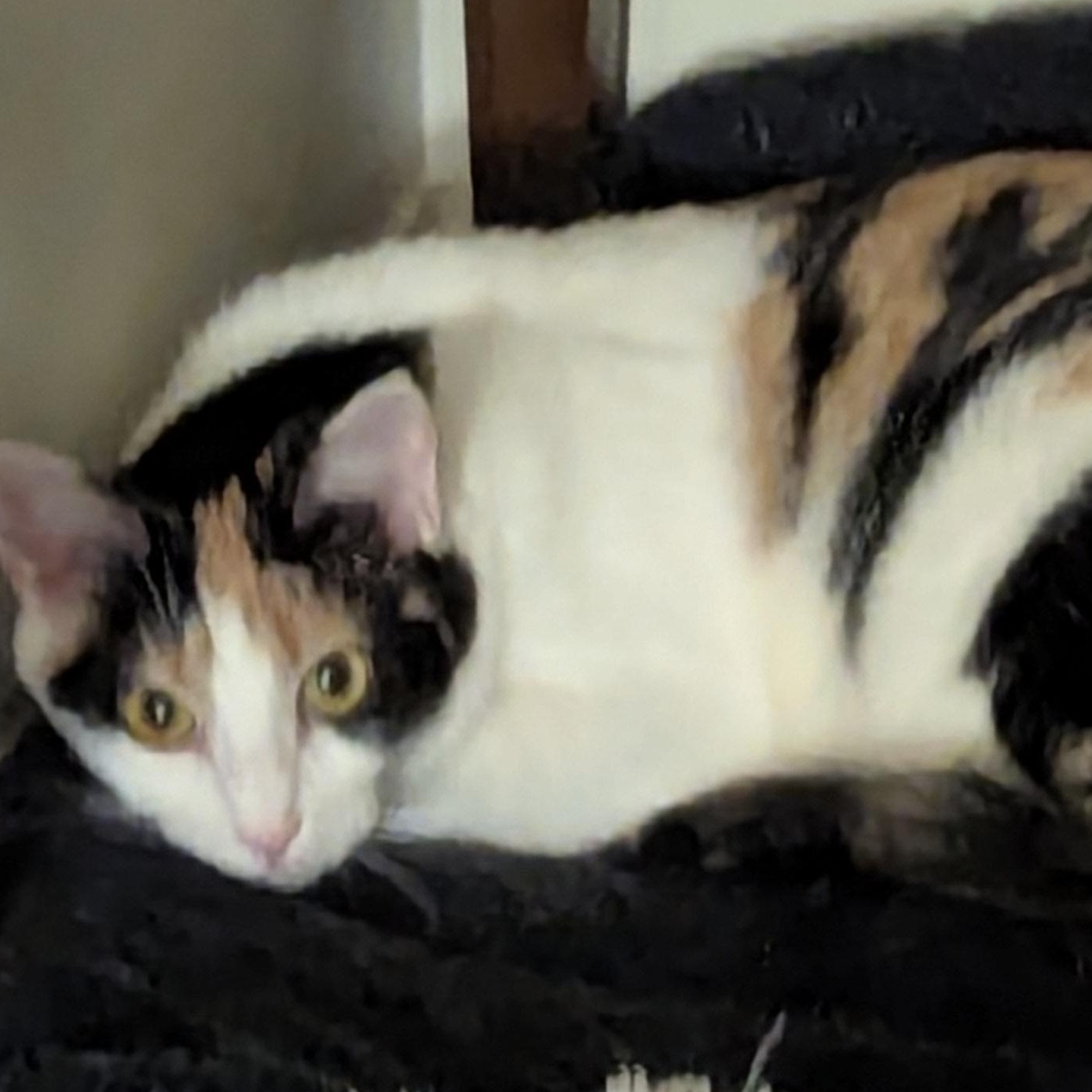 Kit, an adoptable Domestic Short Hair in Beaufort, SC, 29907 | Photo Image 2