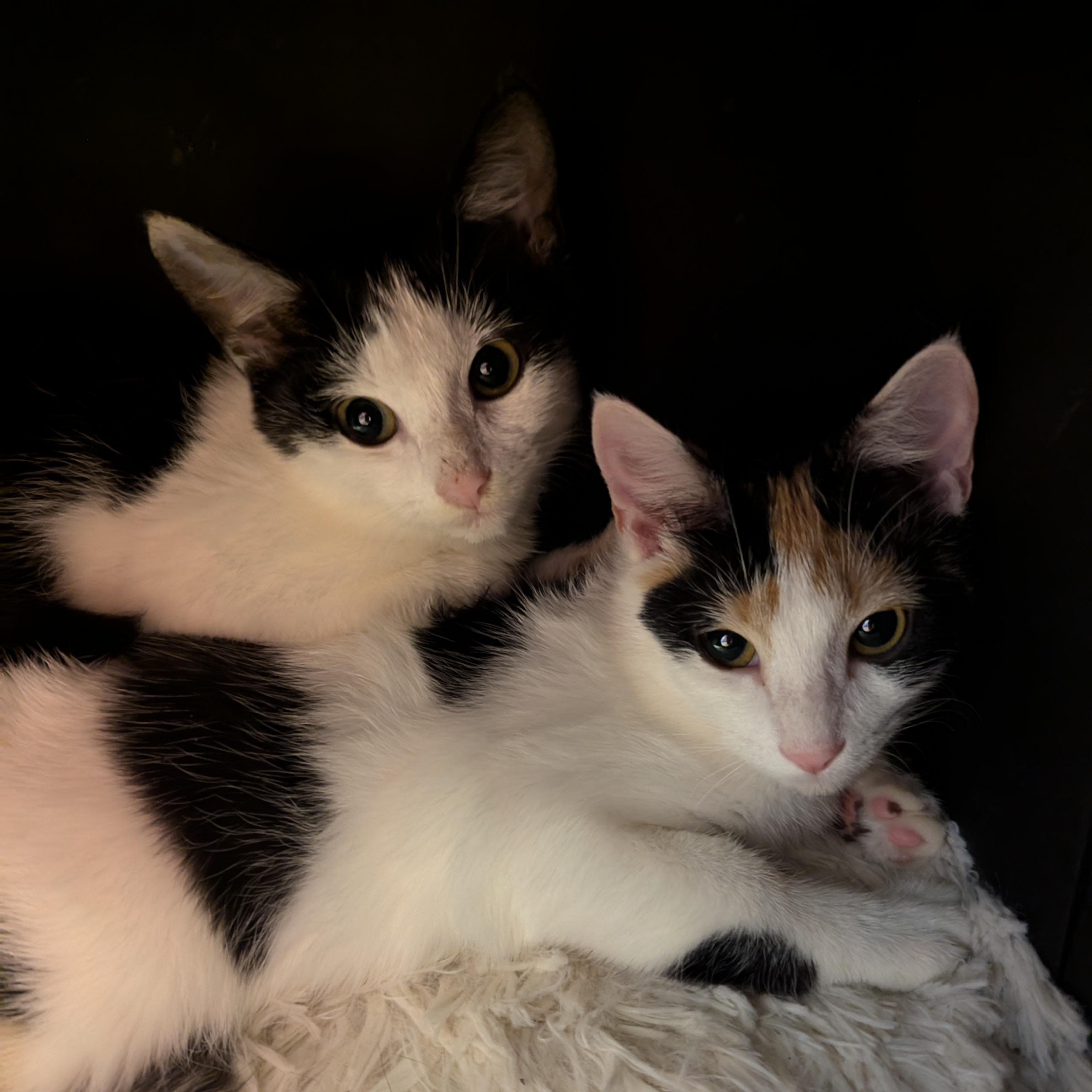 Enlarge Kit, a Adoptable Domestic Short Hair in Beaufort, SC image 6/6