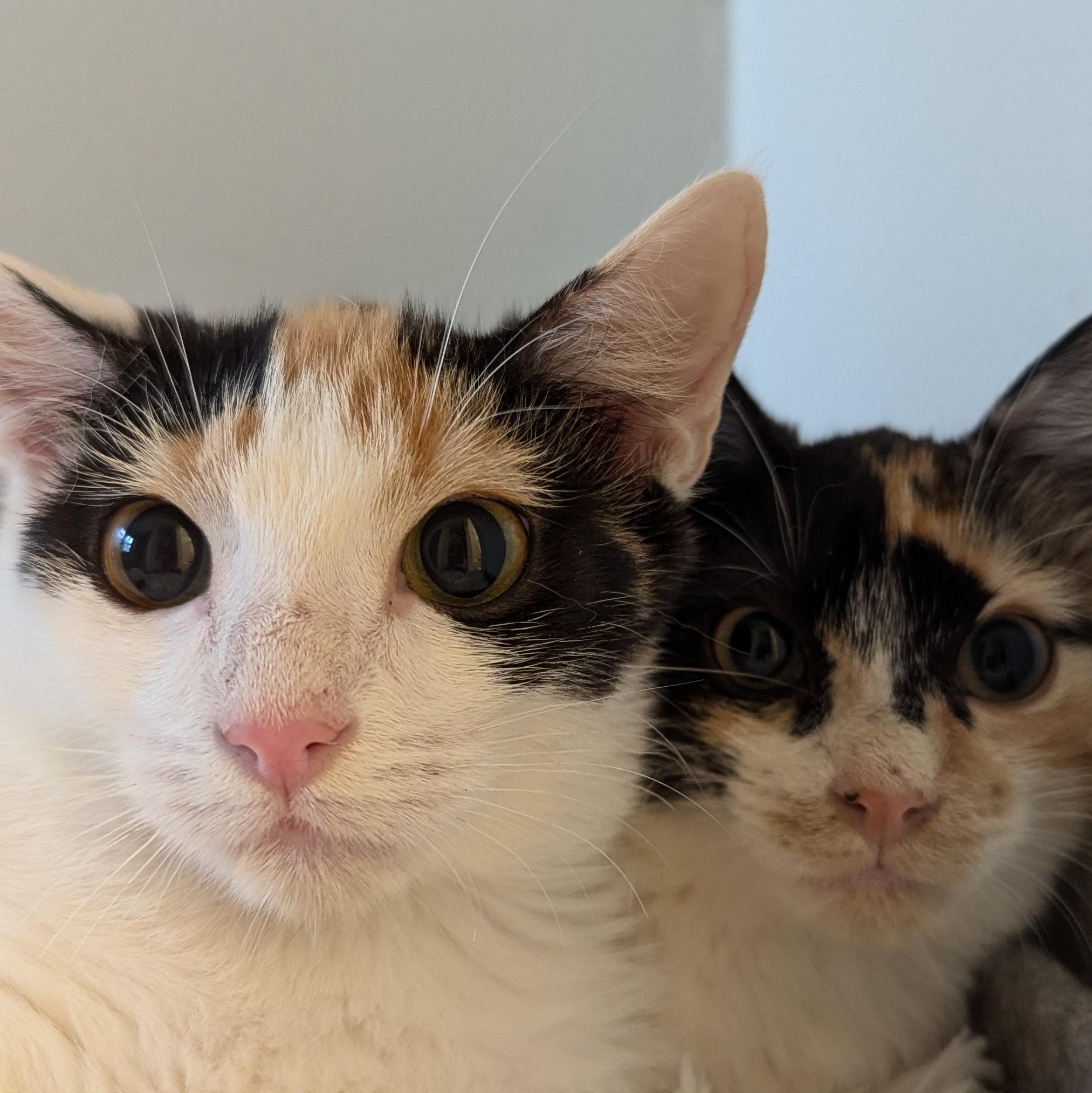 Kit, an adoptable Domestic Short Hair in Beaufort, SC, 29907 | Photo Image 3