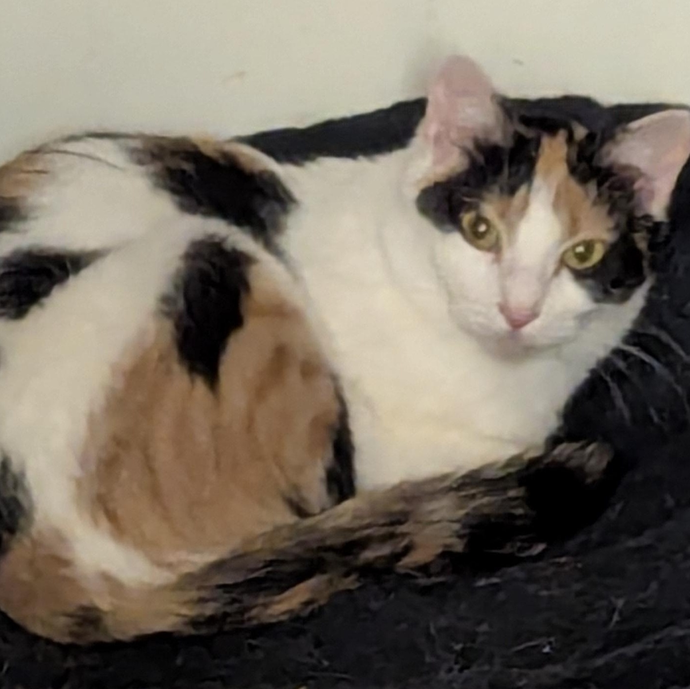 Kit, an adoptable Domestic Short Hair in Beaufort, SC, 29907 | Photo Image 1