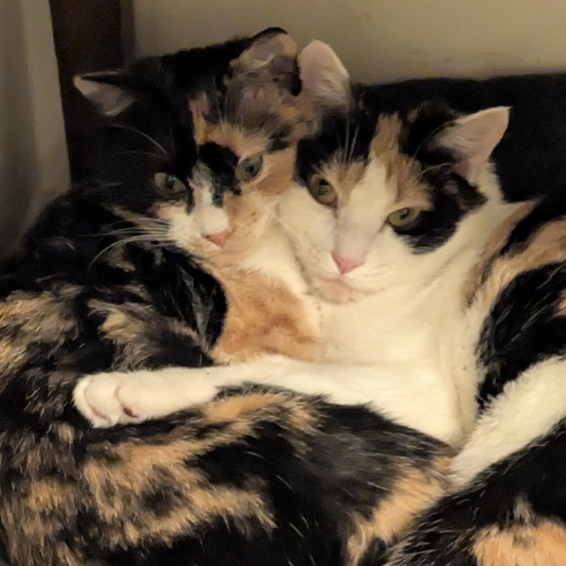 Enlarge Kit, a Adoptable Domestic Short Hair in Beaufort, SC image 4/6