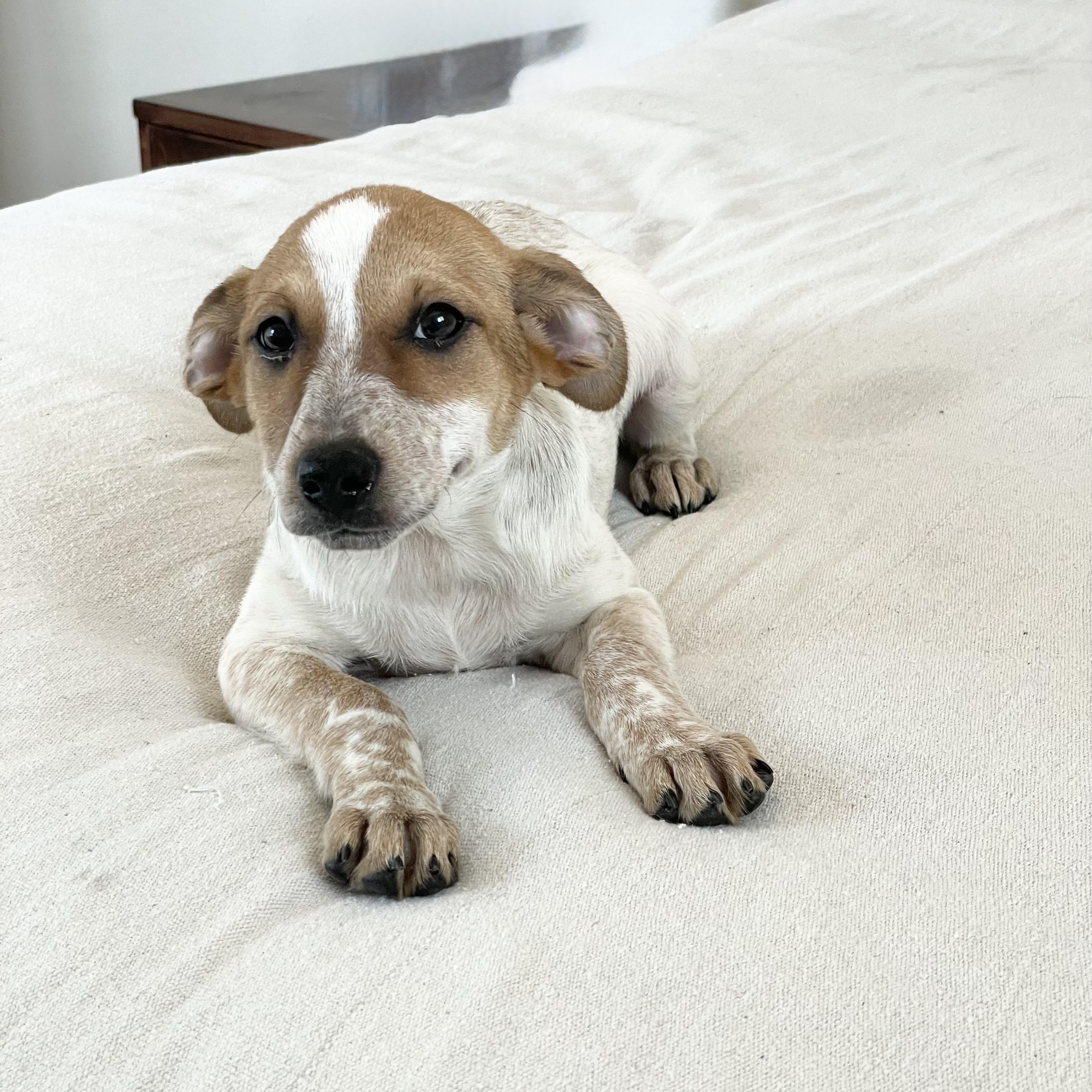 Enlarge Darling Doe, a ADOPTABLE mixed breed in West Hartford , CT image 2/4