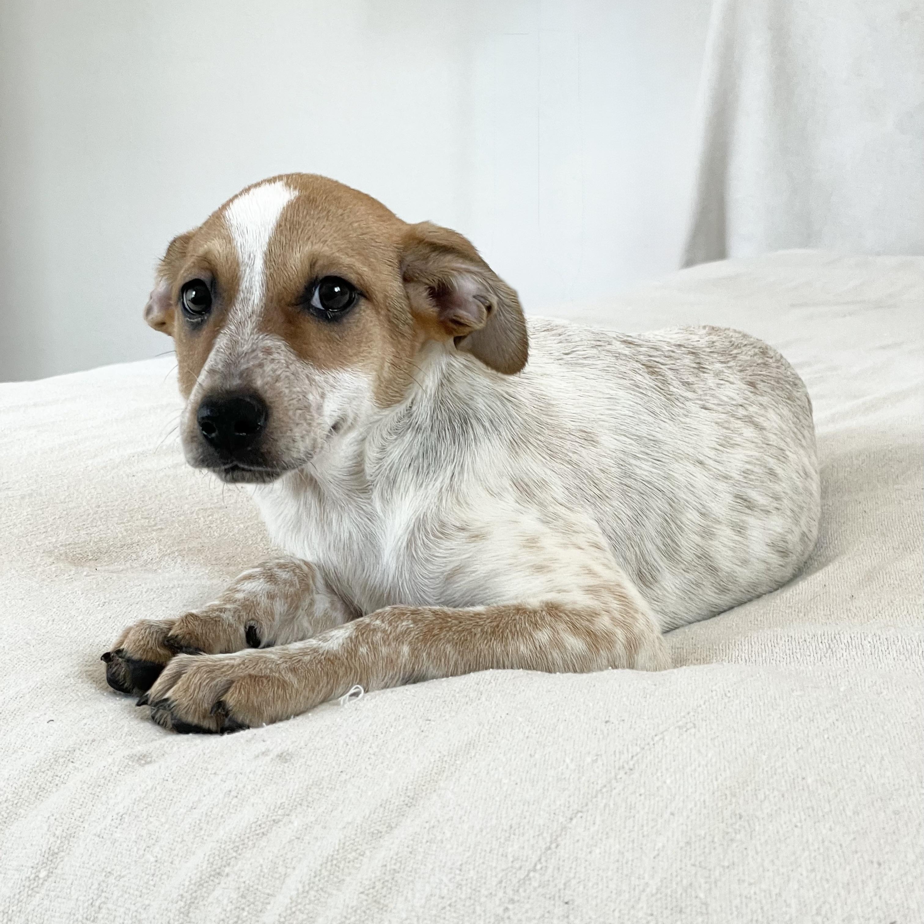 Enlarge Darling Doe, a ADOPTABLE mixed breed in West Hartford , CT image 3/4