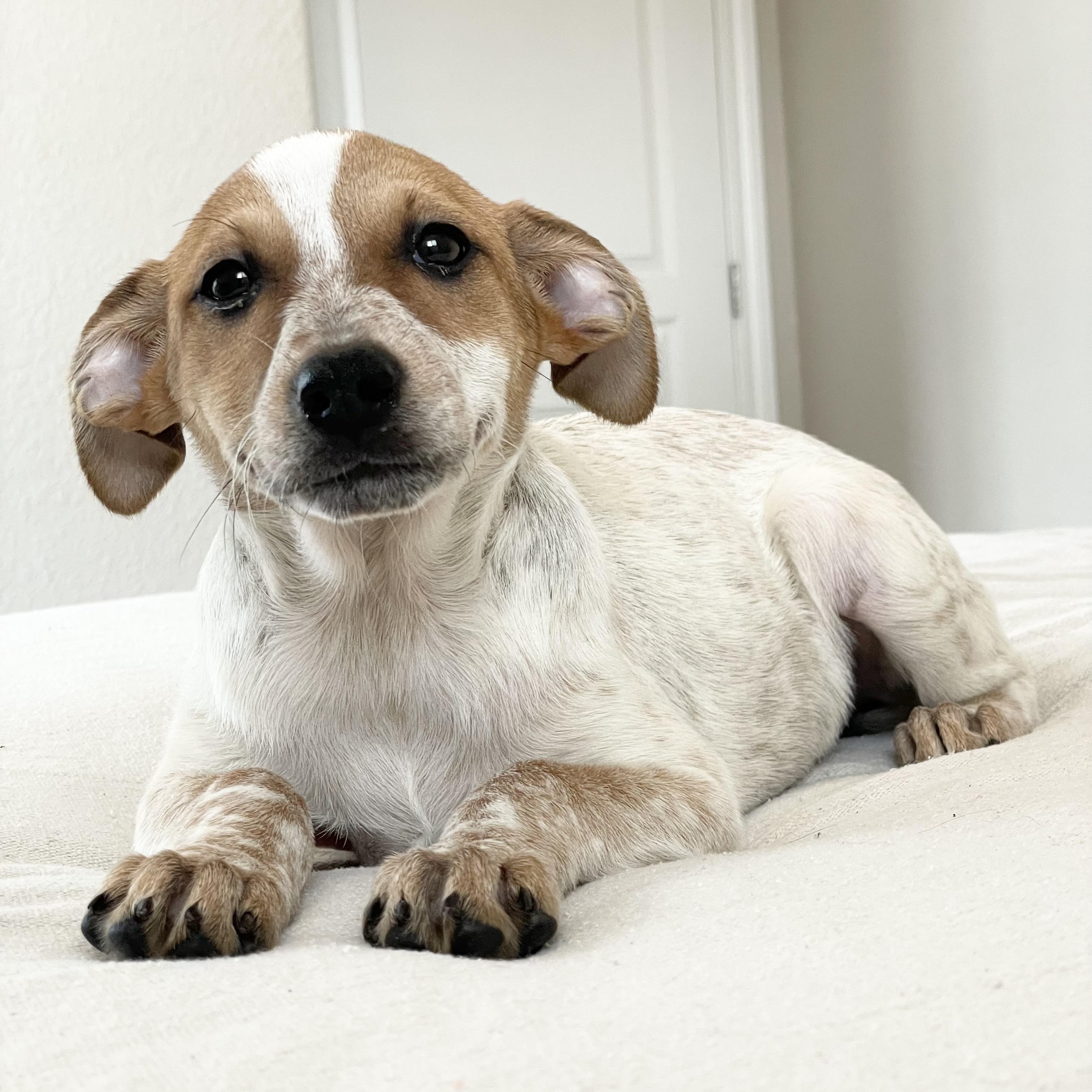 Darling Doe, ADOPTABLE, Puppy Female Australian Cattle Dog / Blue Heeler & Hound.