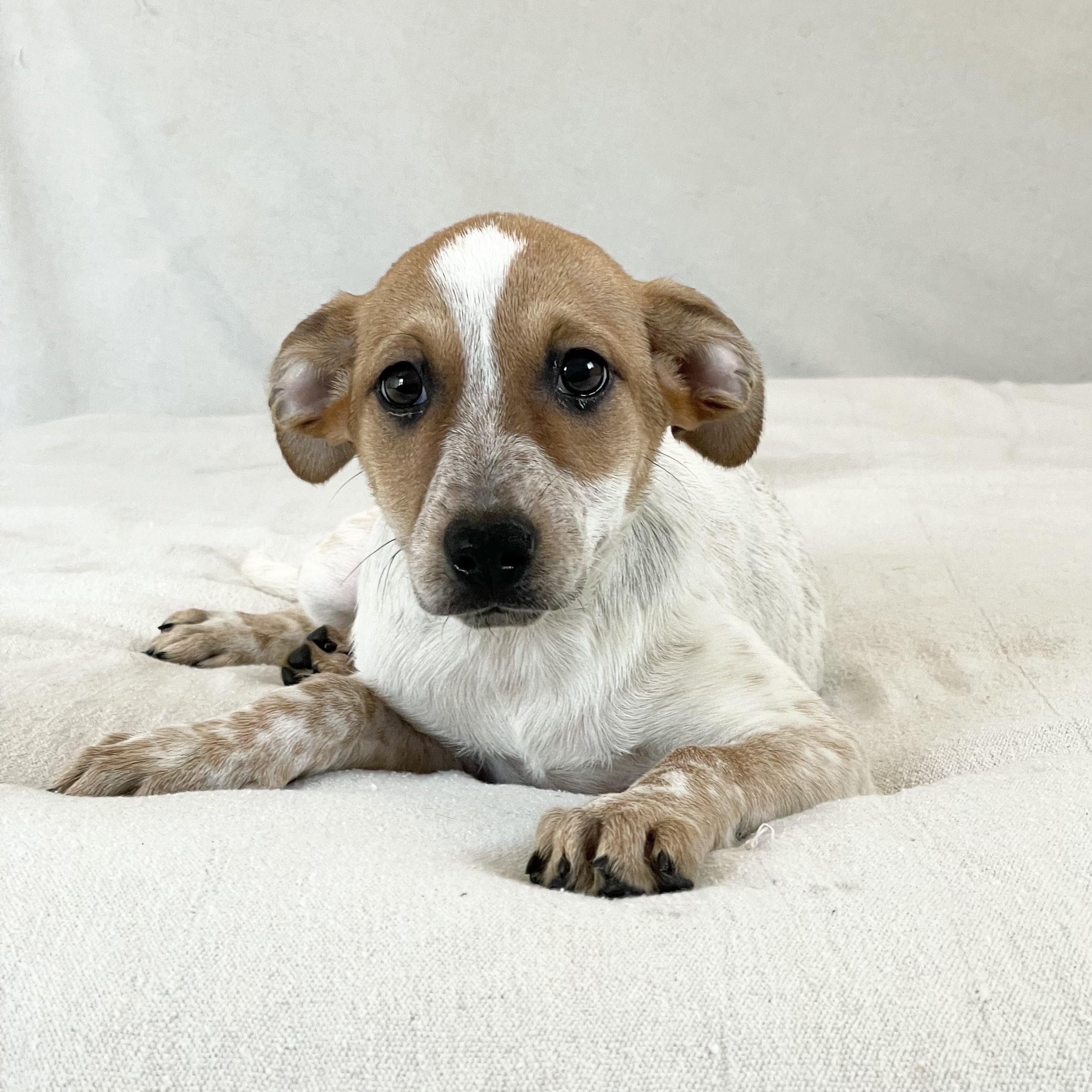 Enlarge Darling Doe, a ADOPTABLE mixed breed in West Hartford , CT image 4/4