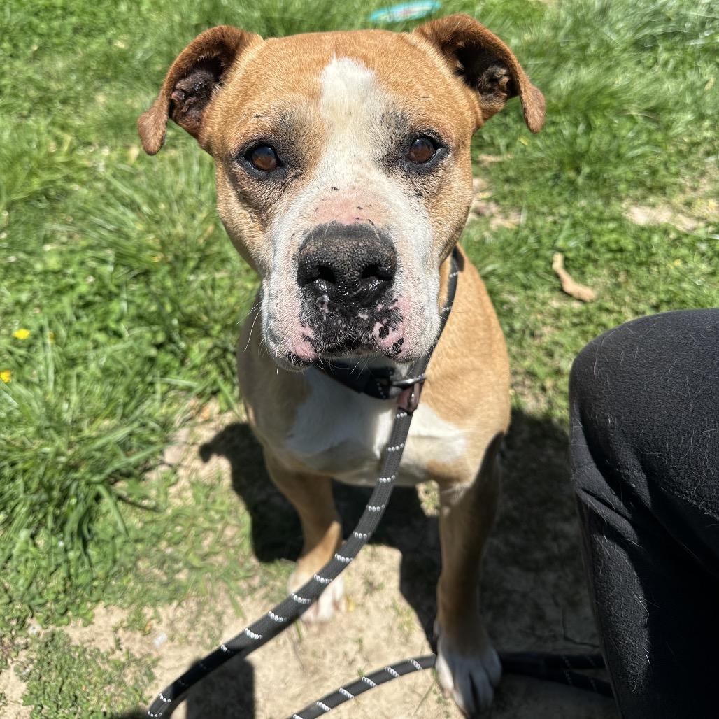 Devin, Senior Male Mixed Breed