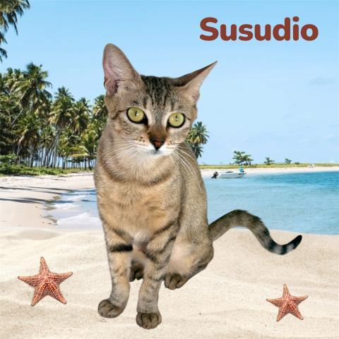 SUSUDIO, Adoptable, Young Female Domestic Short Hair & Domestic Short Hair.