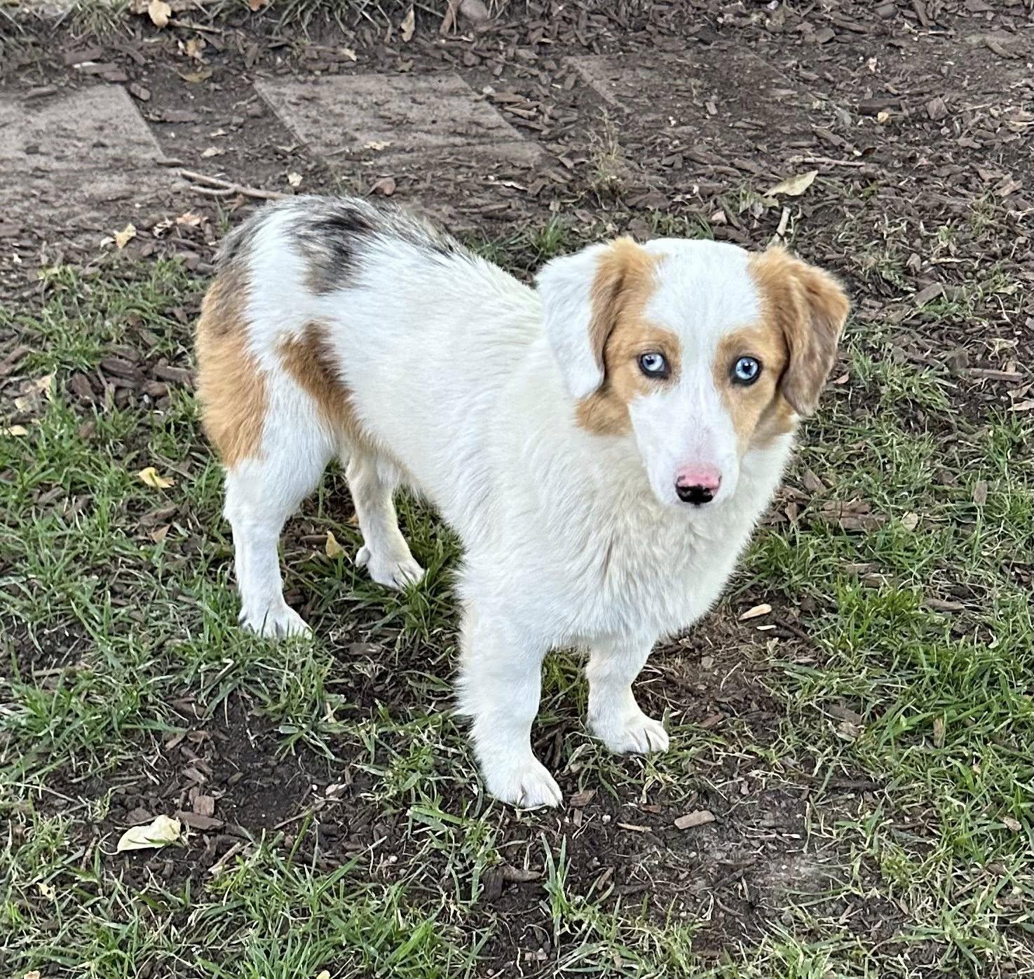 Enlarge Viggo, a ADOPTABLE mixed breed in Albuquerque, NM image 2/2