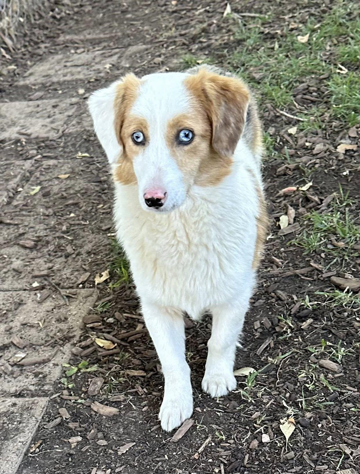 Enlarge Viggo, a ADOPTABLE mixed breed in Albuquerque, NM image 1/2