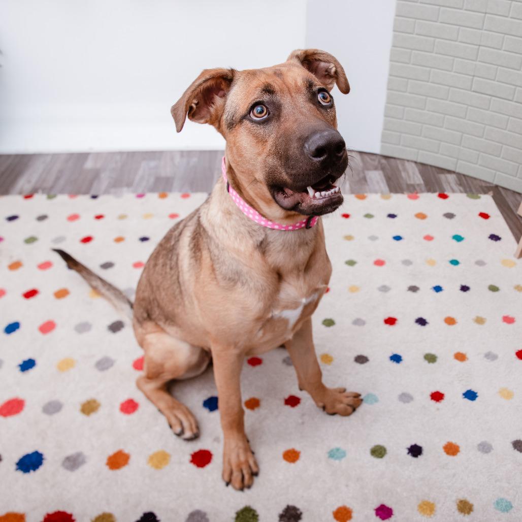 Ruby, Adoptable, Young Female Shepherd & Mixed Breed.
