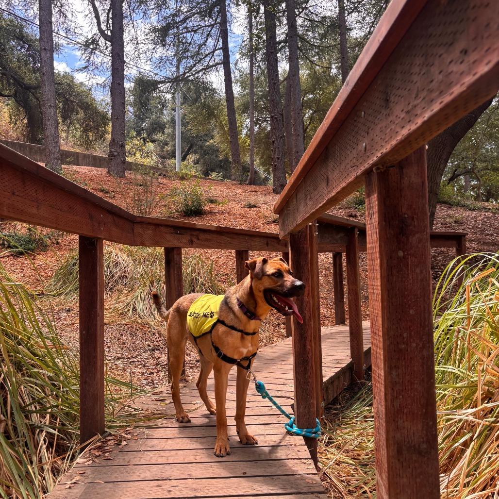 Enlarge Ruby, a Adoptable mixed breed in Los Angeles, CA image 2/6