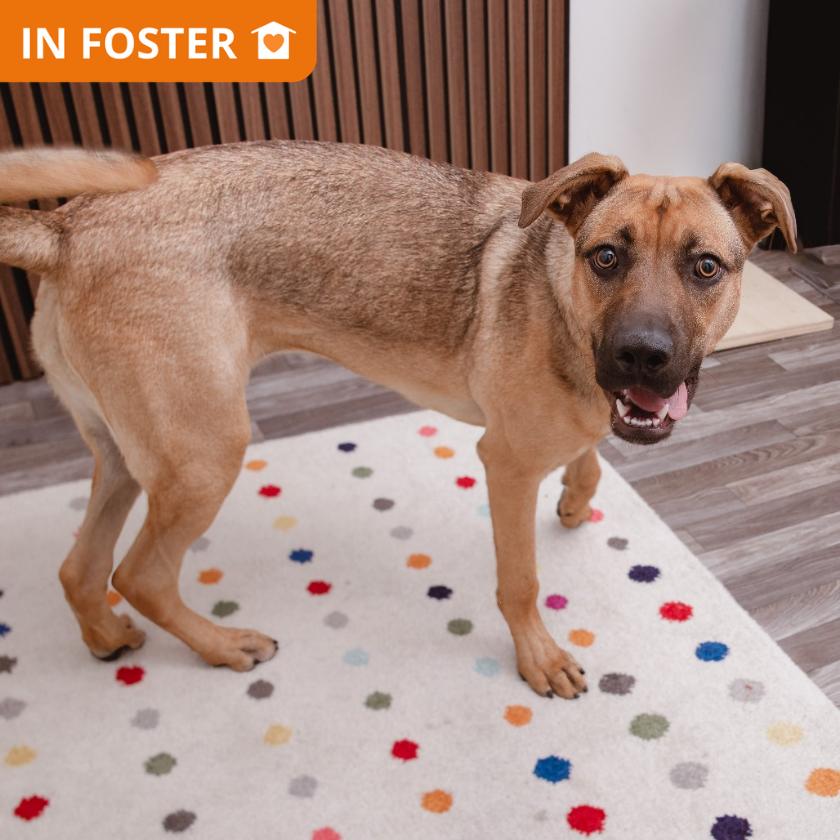 Enlarge Ruby, a Adoptable mixed breed in Los Angeles, CA image 3/6