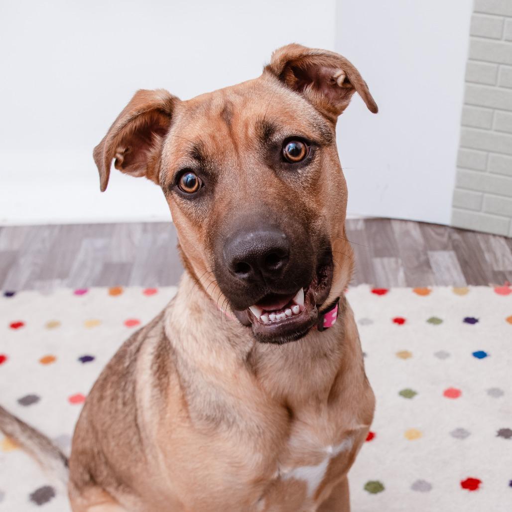 Ruby, a Adoptable mixed breed in Los Angeles, CA image 2/3