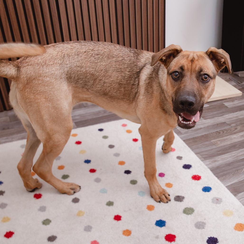 Ruby, a Adoptable mixed breed in Los Angeles, CA image 3/3