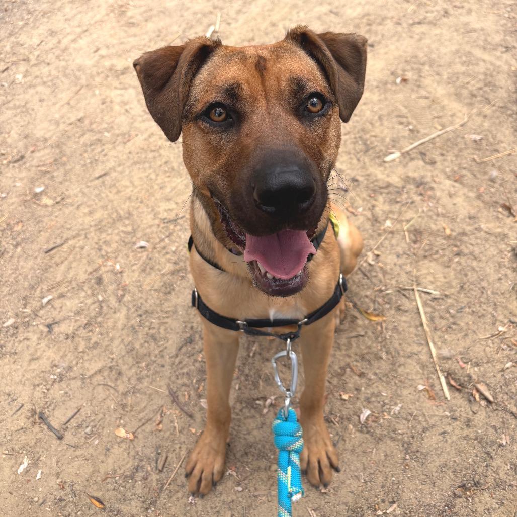 Enlarge Ruby, a Adoptable mixed breed in Los Angeles, CA image 5/6