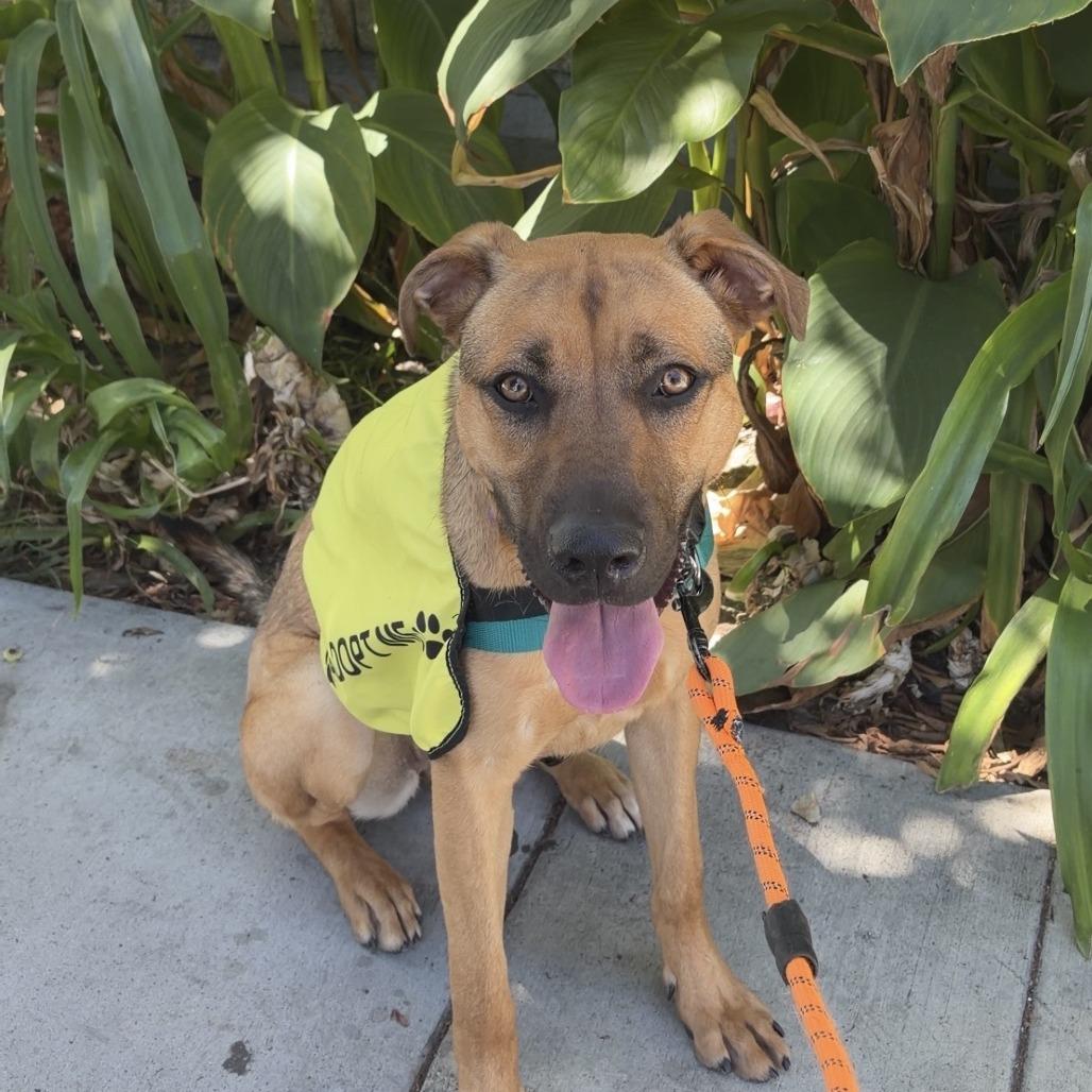 Enlarge Ruby, a Adoptable mixed breed in Los Angeles, CA image 6/6