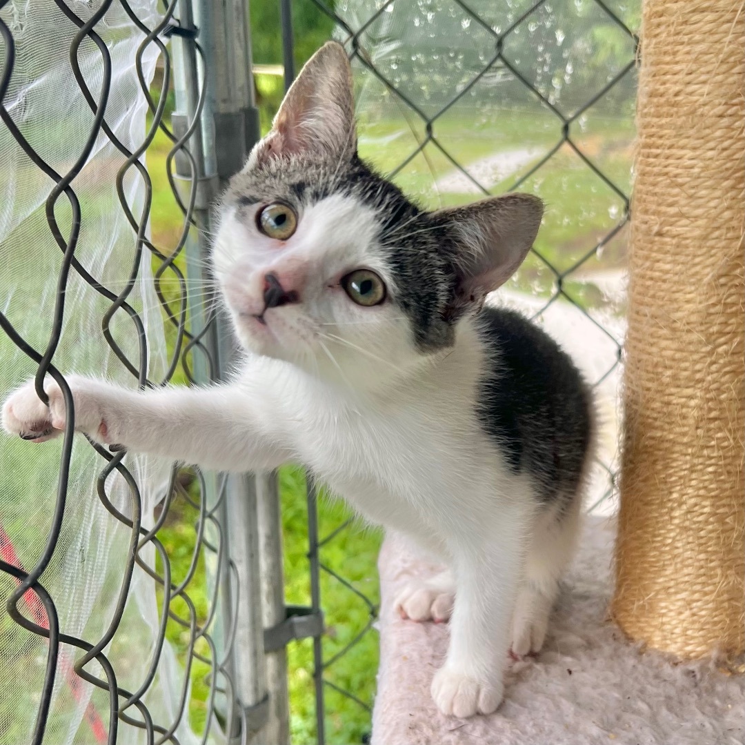 Enlarge Sugar, a Adopted Domestic Short Hair in Hammond, LA image 1/18