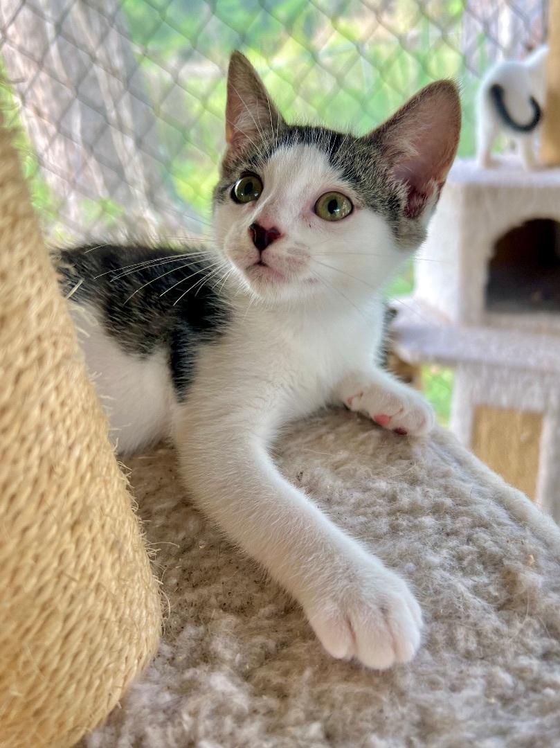 Enlarge Sugar, a Adopted Domestic Short Hair in Hammond, LA image 2/18