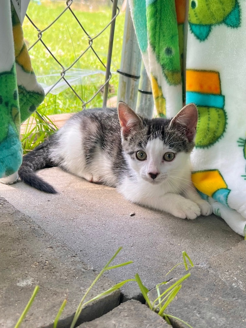 Enlarge Sugar, a Adopted Domestic Short Hair in Hammond, LA image 3/18