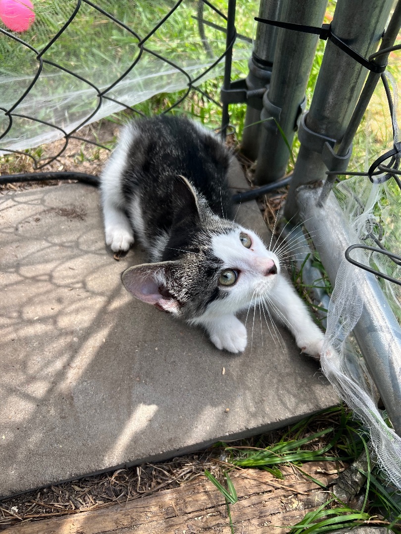 Enlarge Sugar, a Adopted Domestic Short Hair in Hammond, LA image 4/18