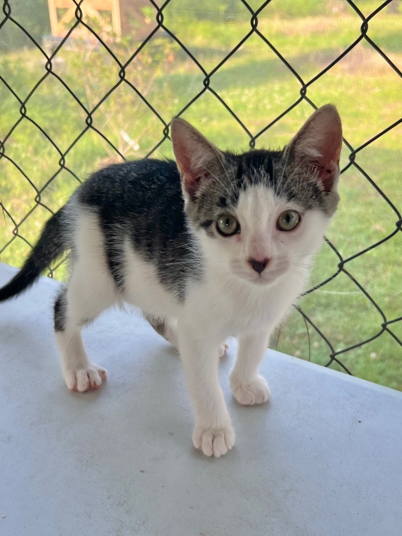Enlarge Sugar, a Adopted Domestic Short Hair in Hammond, LA image 6/18