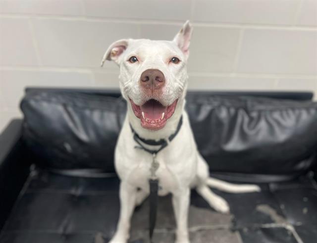 PRINCESS, Adoptable, Young Female Labrador Retriever & Mixed Breed.