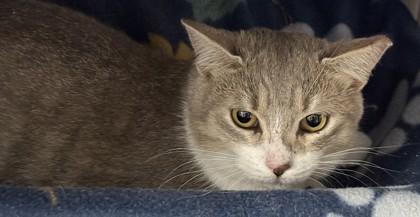 Oatmeal, Adoptable, Adult Male Domestic Short Hair & Domestic Short Hair.