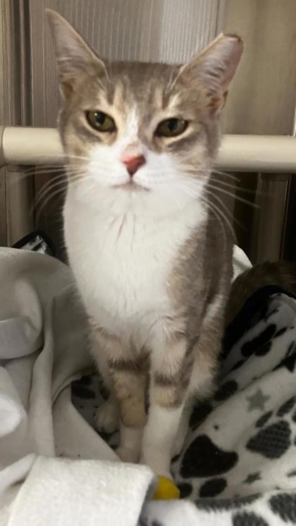 Oatmeal, a Adoptable mixed breed in Venice, FL image 2/2