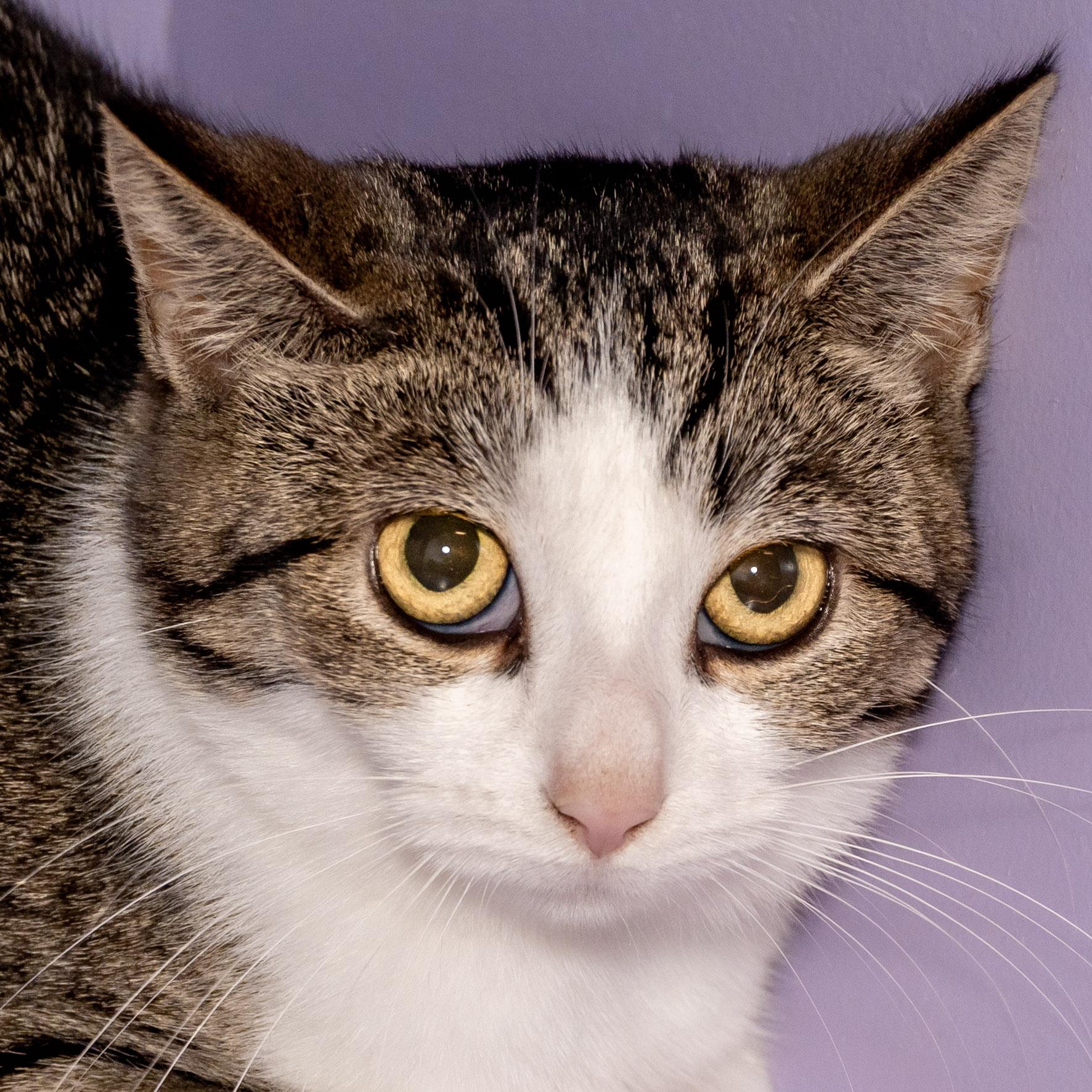Enlarge Diane, a Adoptable Domestic Short Hair in Victor, NY image 6/6