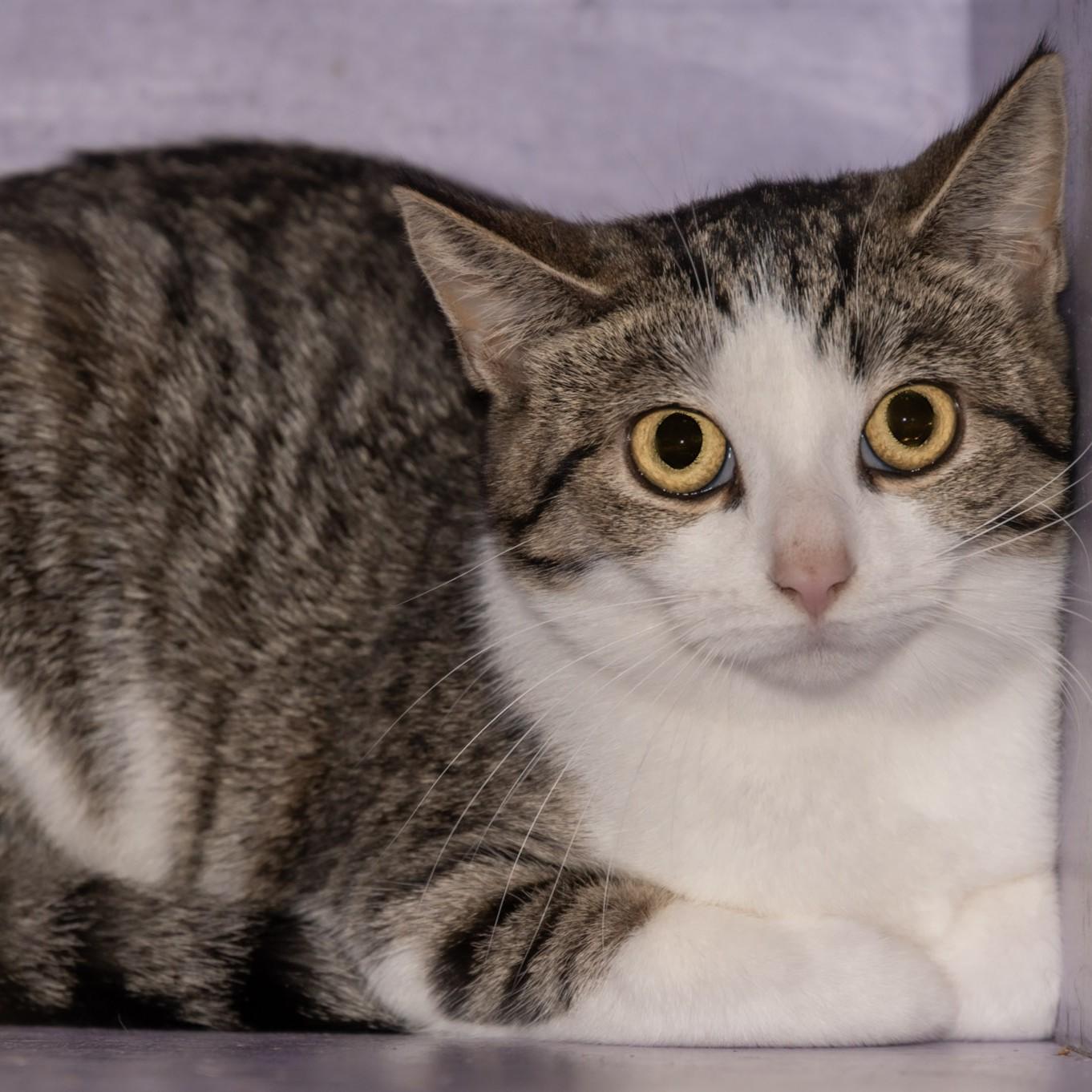 Diane, Adoptable, Young Female Domestic Short Hair.