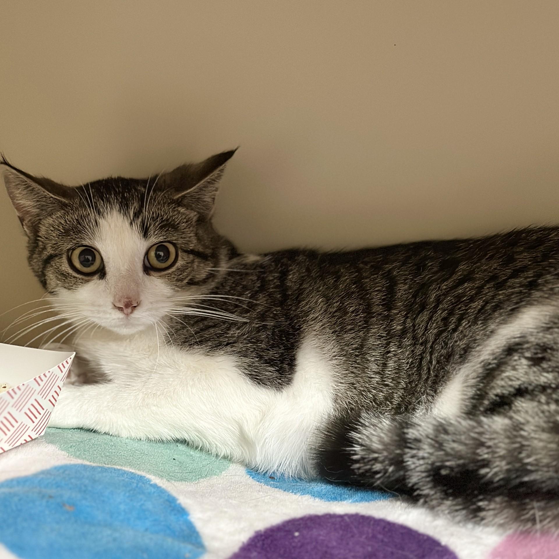 Enlarge Diane, a Adoptable Domestic Short Hair in Victor, NY image 4/6