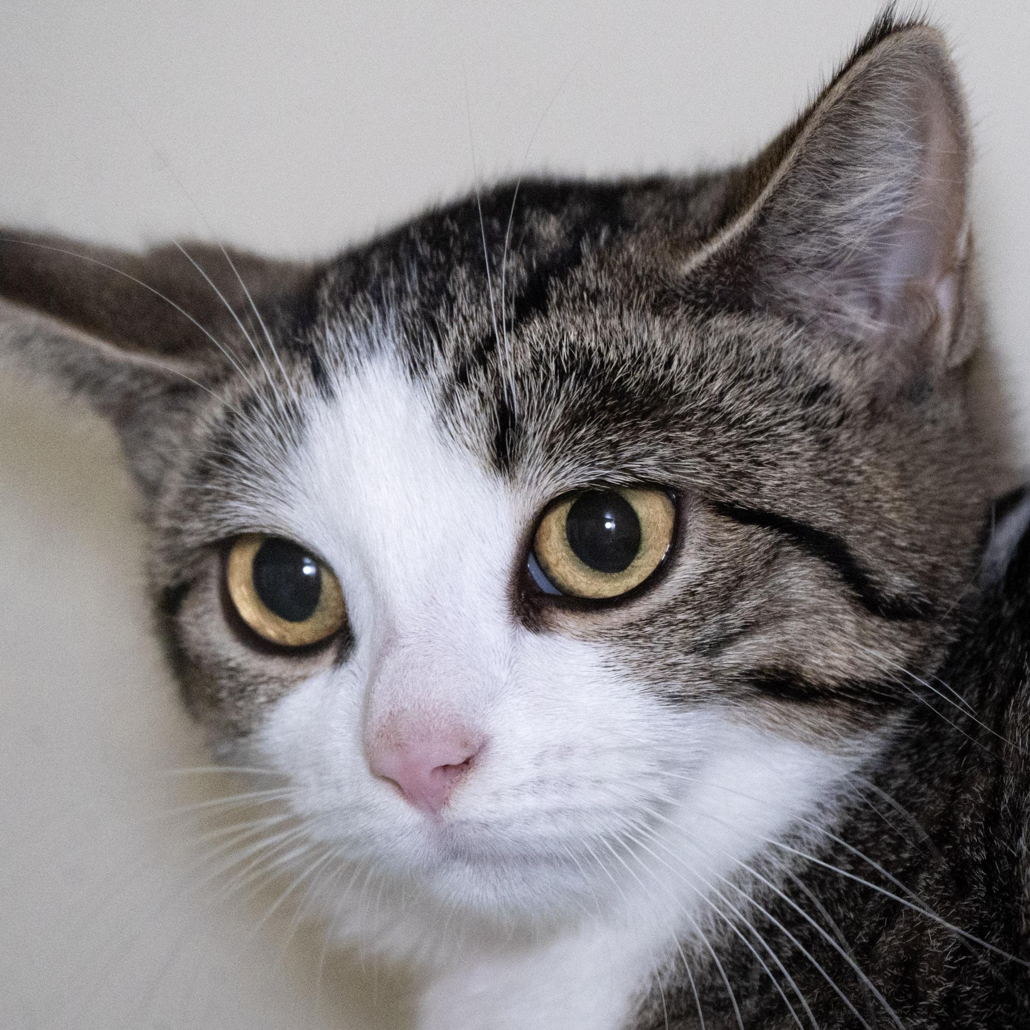 Enlarge Diane, a Adoptable Domestic Short Hair in Victor, NY image 2/6