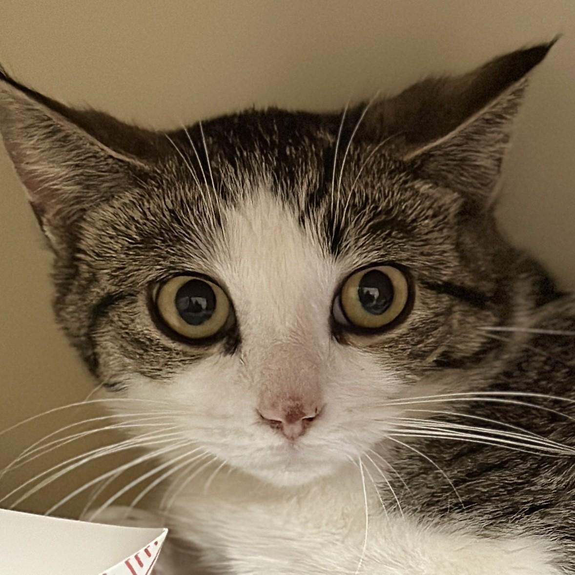 Enlarge Diane, a Adoptable Domestic Short Hair in Victor, NY image 3/6