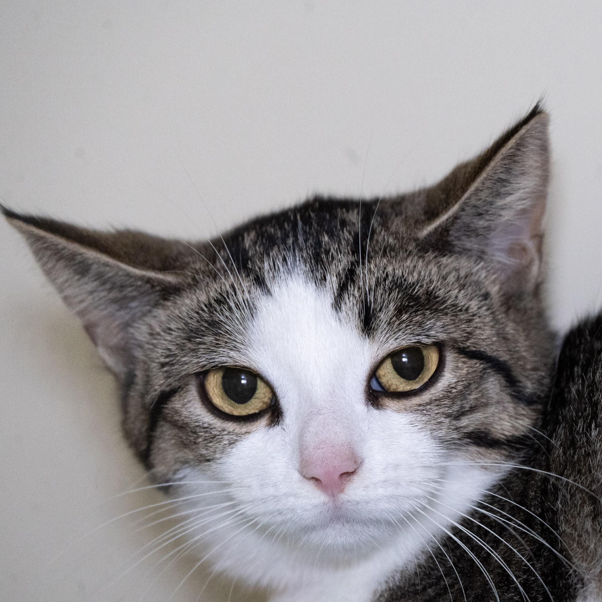 Enlarge Diane, a Adoptable Domestic Short Hair in Victor, NY image 5/6