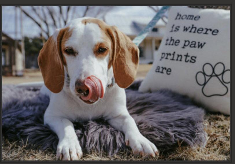 Enlarge Gemma, a Adopted mixed breed in Carrollton, TX image 3/3